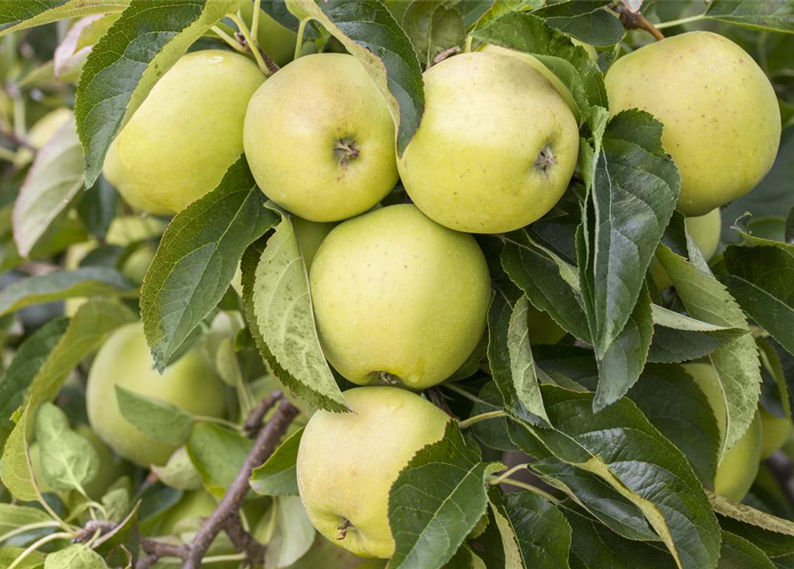 Malus domestica Golden Delicious