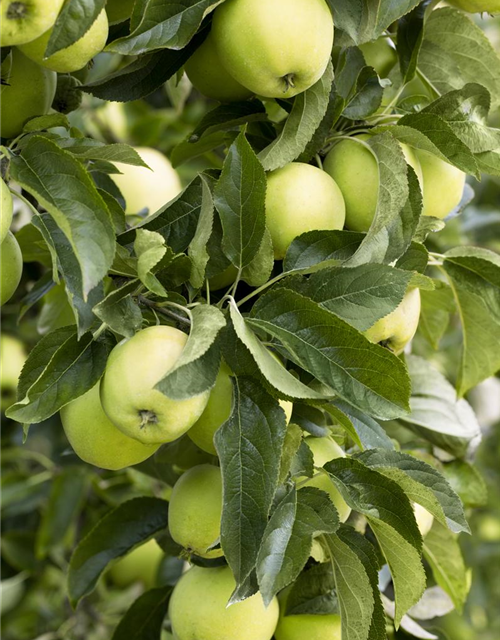 Malus domestica Golden Delicious