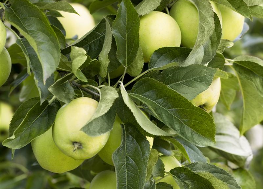 Malus domestica Golden Delicious