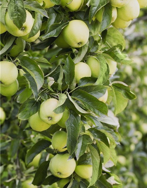 Malus domestica Golden Delicious