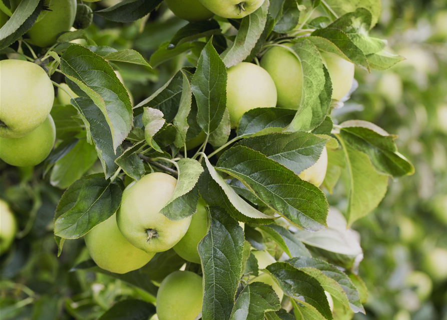Malus domestica Golden Delicious