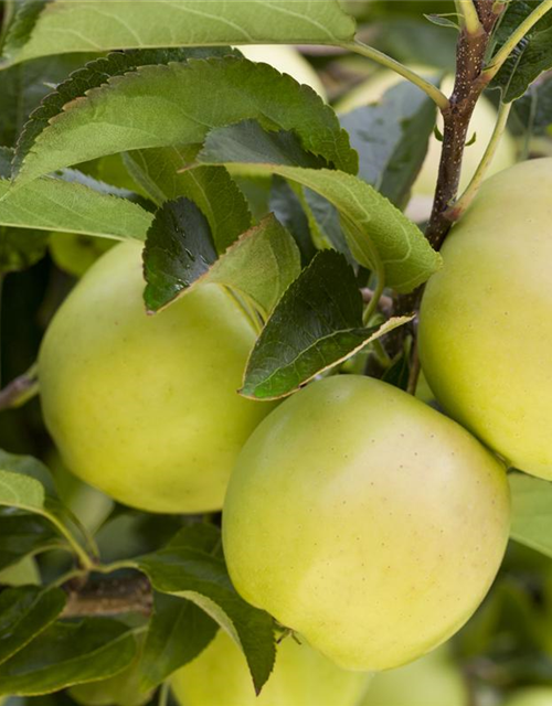 Malus domestica Golden Delicious