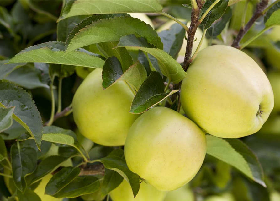 Malus domestica Golden Delicious
