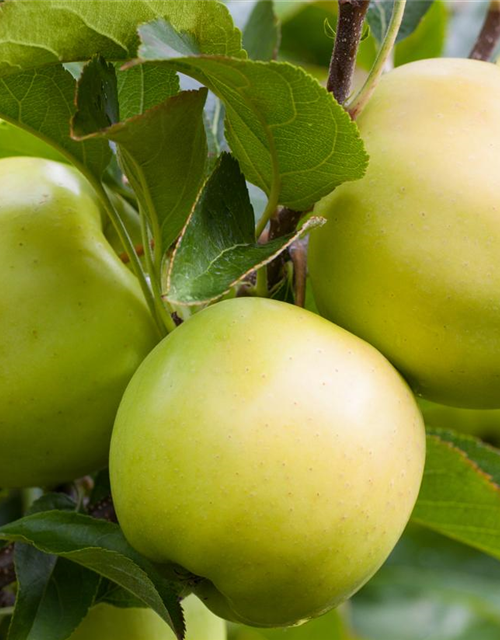 Malus domestica Golden Delicious