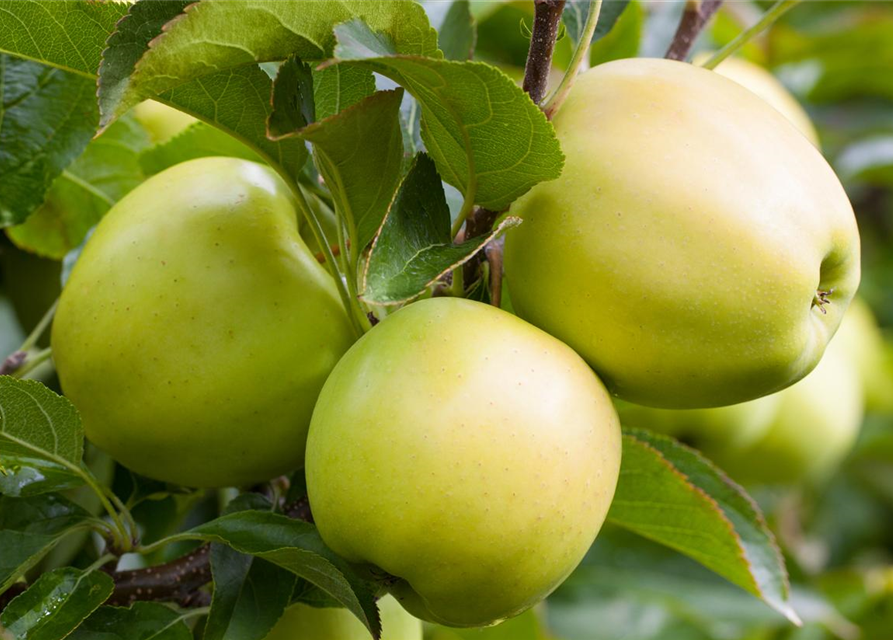 Malus domestica Golden Delicious