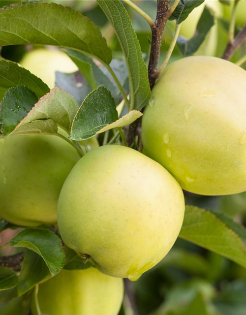 Malus domestica Golden Delicious