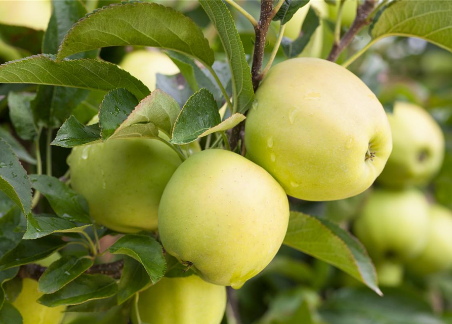 Malus domestica Golden Delicious