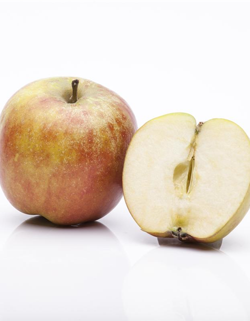 Malus domestica Holsteiner Cox