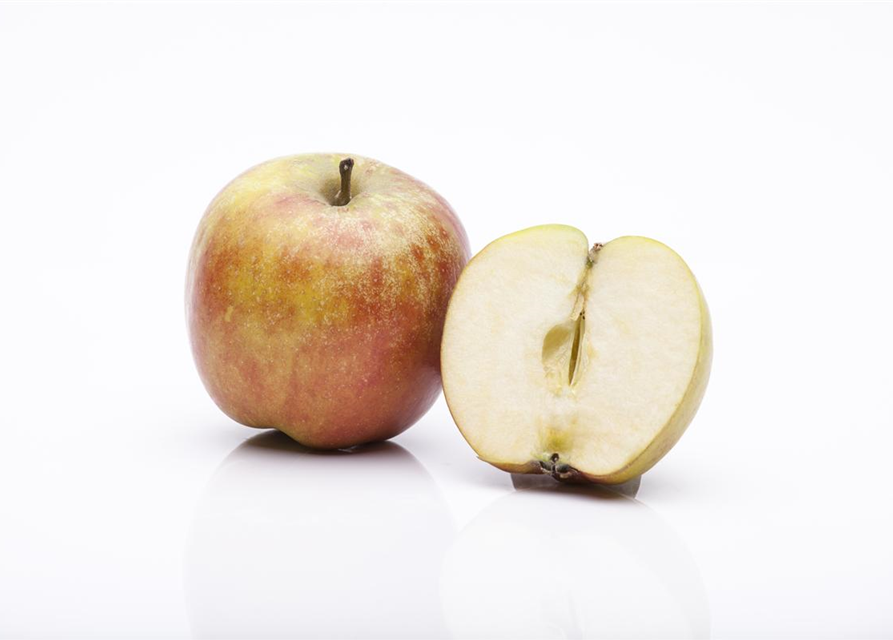 Malus domestica Holsteiner Cox