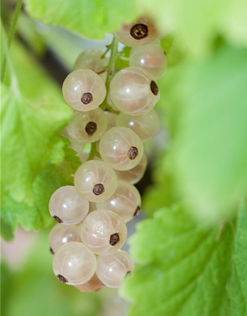 Ribes rubrum Witte Parel