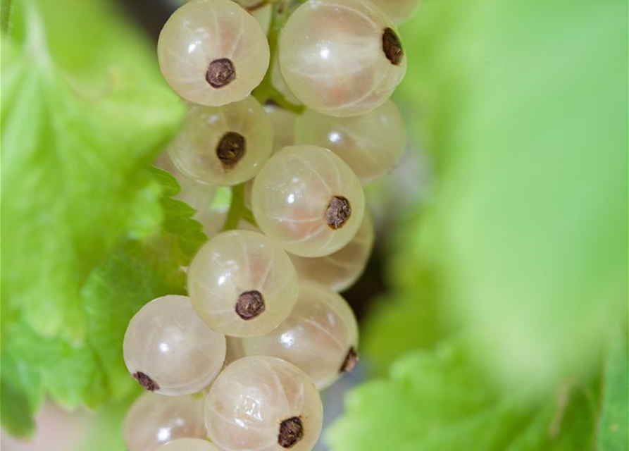 Ribes rubrum Witte Parel