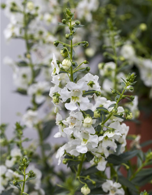 Angelonia angustifolia