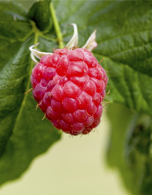 Rubus idaeus Sanibelle
