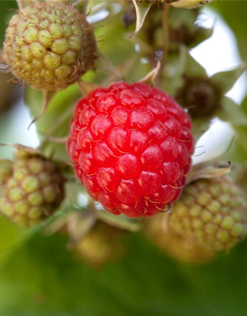 Rubus idaeus Rubaca