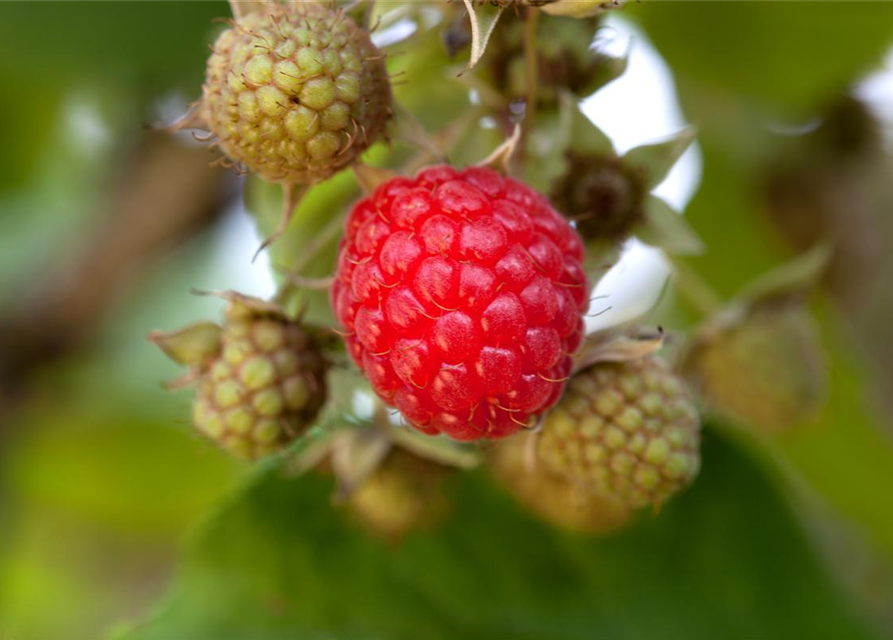 Rubus idaeus Rubaca