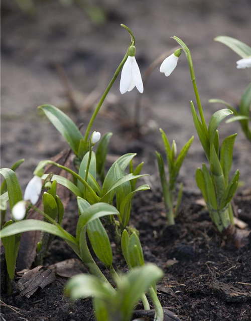Galanthus woronowii x10 7/+