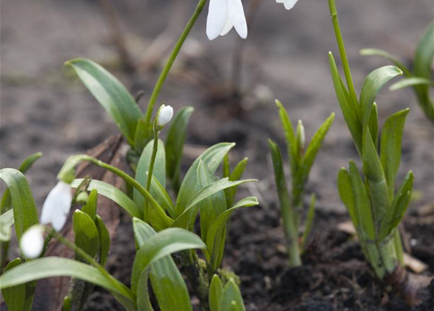 Galanthus woronowii x10 7/+