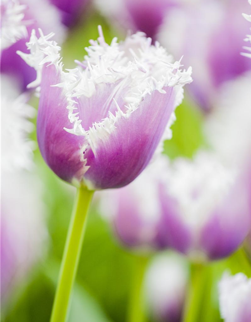 Tulipa Cummins x8 11/12