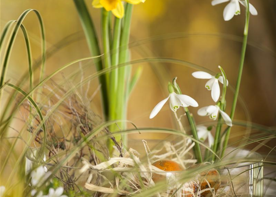 Galanthus nivalis