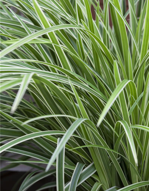 Carex foliosissima Icedance