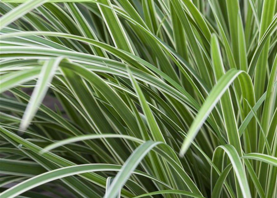 Carex foliosissima Icedance