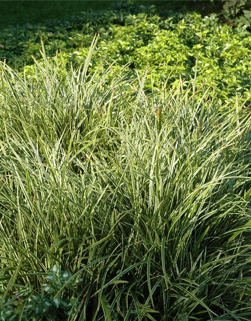 Carex foliosissima Icedance