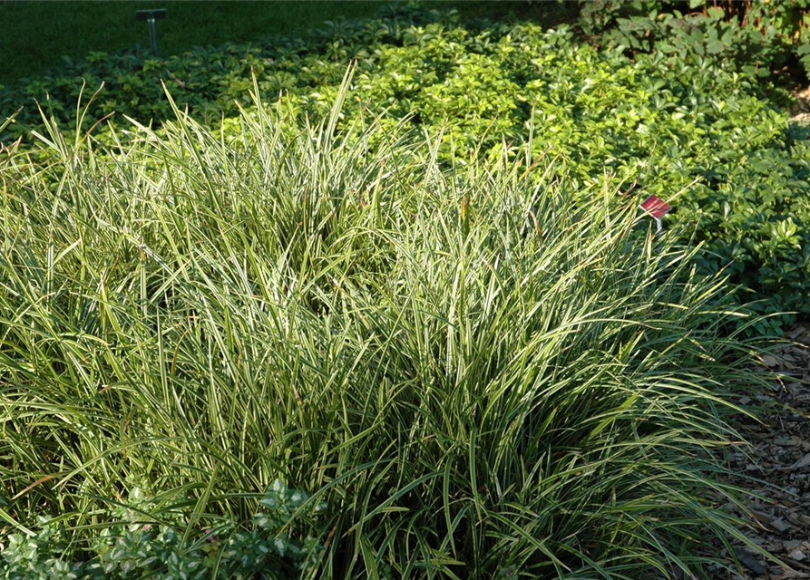 Carex foliosissima Icedance