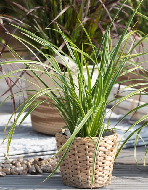 Carex foliosissima Icedance