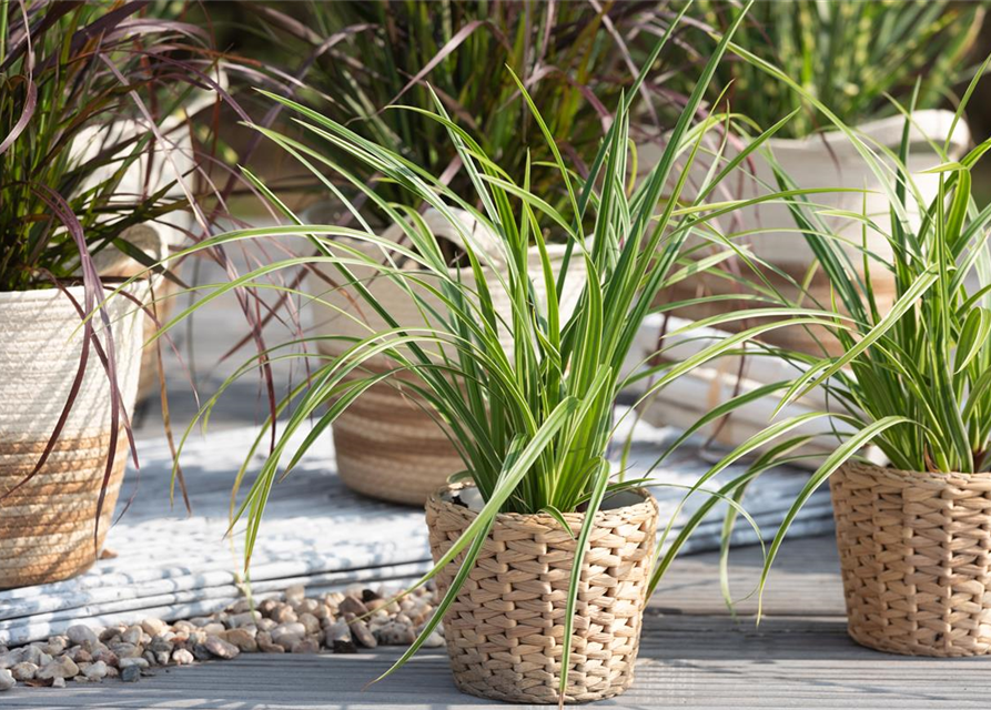 Carex foliosissima Icedance