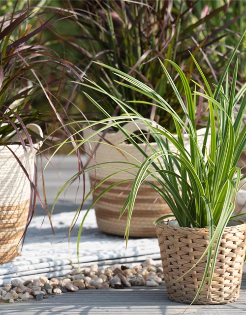 Carex foliosissima Icedance