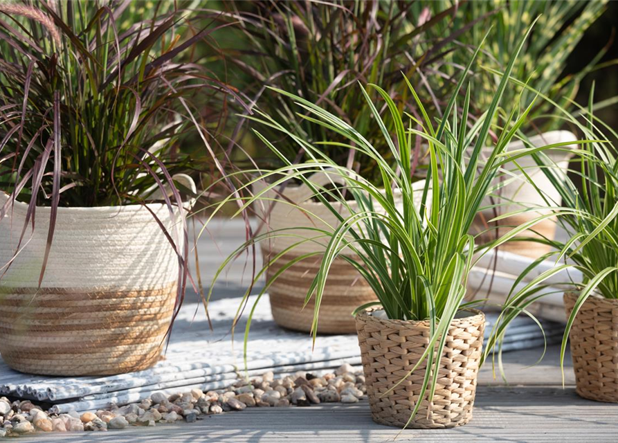 Carex foliosissima Icedance