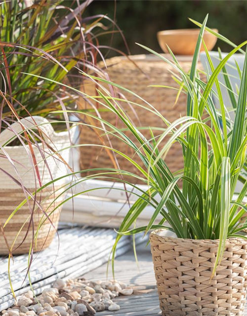Carex foliosissima Icedance