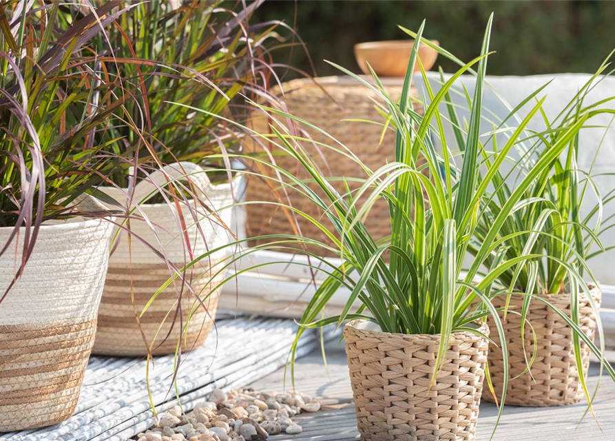 Carex foliosissima Icedance