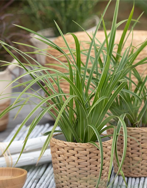 Carex foliosissima Icedance