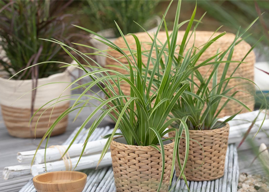 Carex foliosissima Icedance