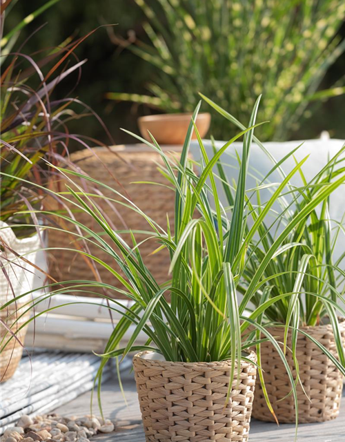 Carex foliosissima Icedance