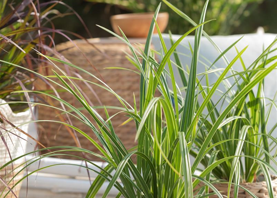 Carex foliosissima Icedance
