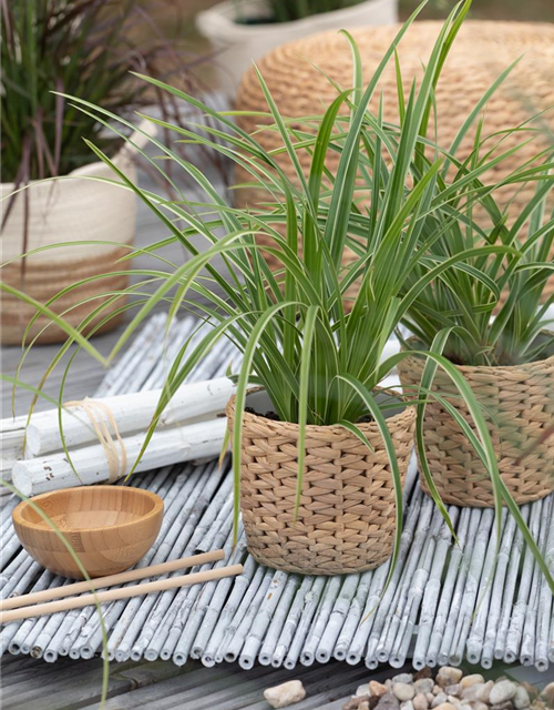 Carex foliosissima Icedance
