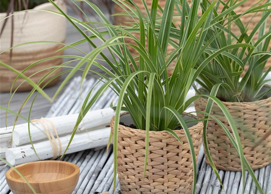 Carex foliosissima Icedance