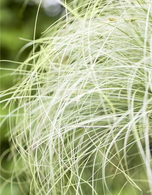 Carex albula Frosted Curls
