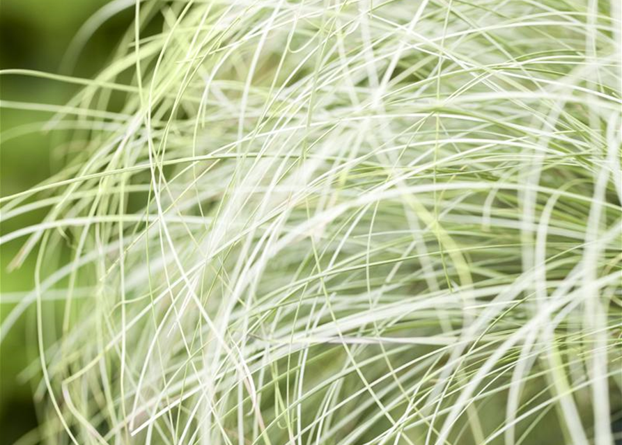Carex albula Frosted Curls