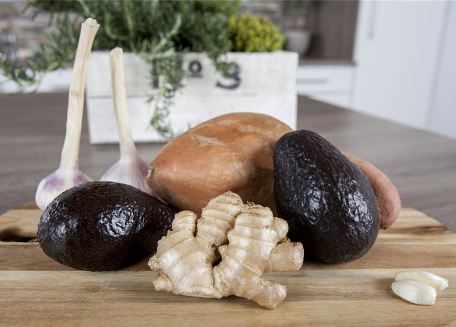 Zingiber officinale