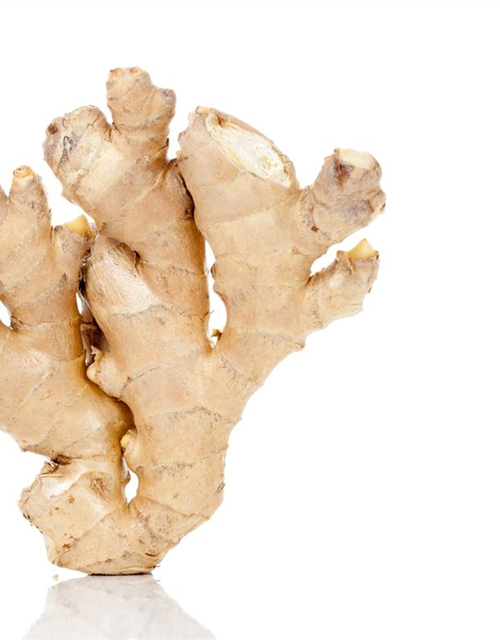 Zingiber officinale