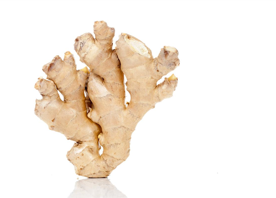 Zingiber officinale