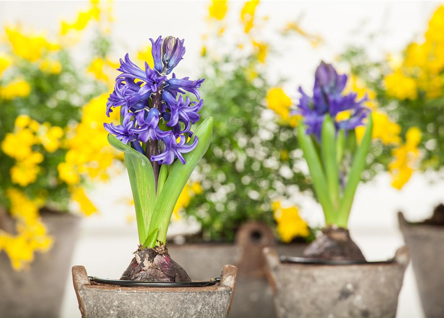 Hyacinthus orientalis Mix