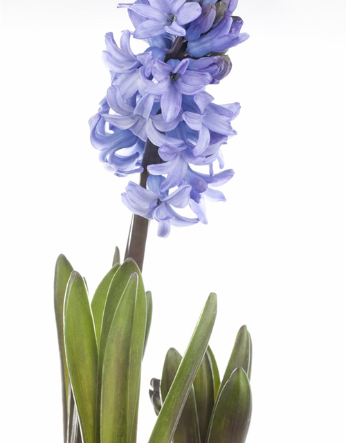 Hyacinthus orientalis Mix