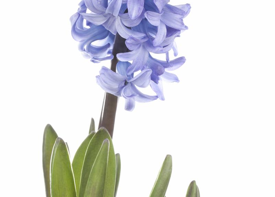 Hyacinthus orientalis Mix
