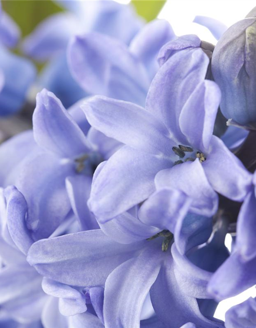 Hyacinthus orientalis Mix