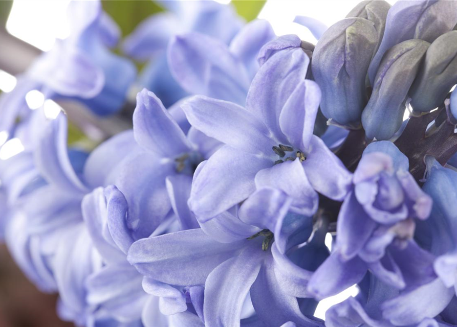 Hyacinthus orientalis Mix