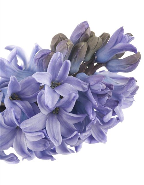 Hyacinthus orientalis Mix